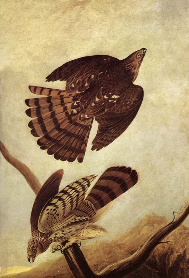 John James Audubon Stanley Hawk